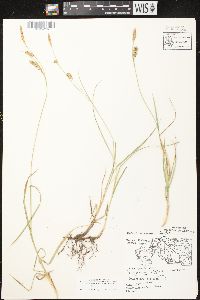 Carex meadii image