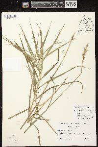 Carex muskingumensis image