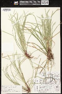 Carex pedunculata image