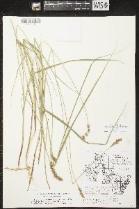 Carex prairea image