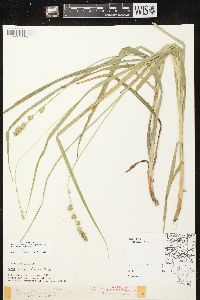 Carex sparganioides image