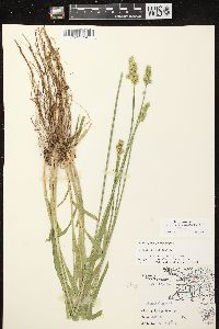 Carex stipata var. stipata image