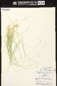 Carex trisperma image