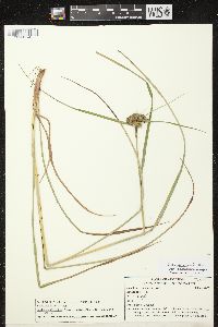 Scirpus atrocinctus image