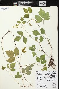 Rubus pubescens image