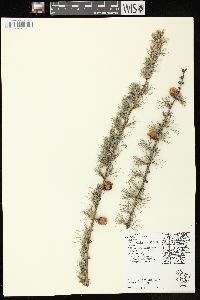 Larix laricina image