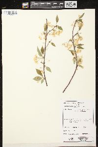 Prunus pensylvanica image