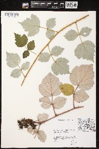 Rubus phoenicolasius image