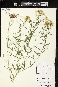 Euthamia graminifolia var. graminifolia image