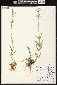 Penstemon gracilis image