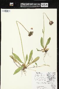 Hieracium aurantiacum image