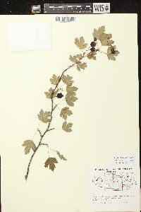 Ribes missouriense image