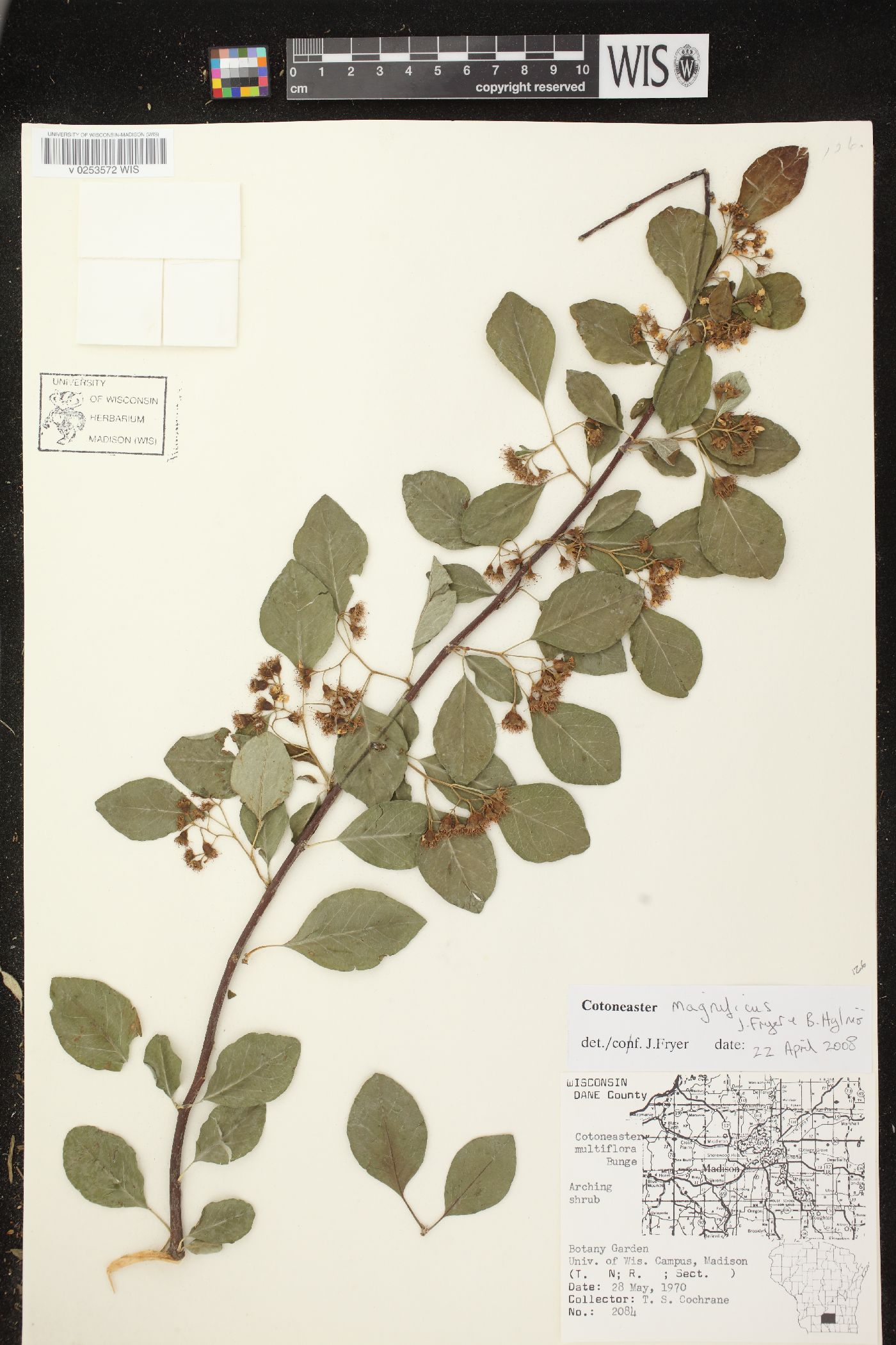 Cotoneaster magnificus image