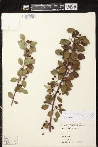 Image of Cotoneaster magnificus