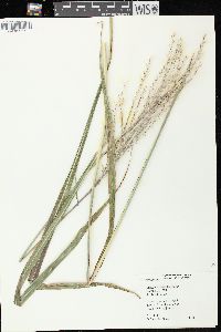 Miscanthus sacchariflorus image