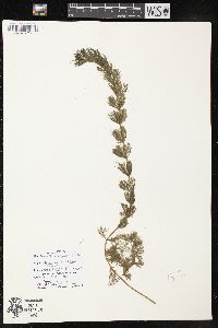 Myriophyllum spicatum image