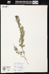 Myriophyllum spicatum image