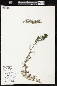 Myriophyllum spicatum image