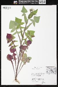 Sonchus oleraceus image