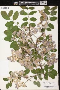 Robinia hispida image