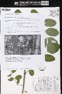 Robinia hispida image