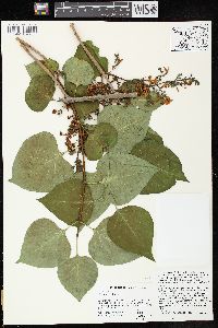 Syringa vulgaris image