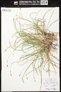 Carex pedunculata image