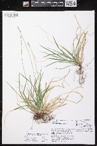 Carex communis var. communis image