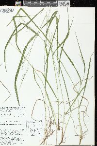 Festuca subverticillata image