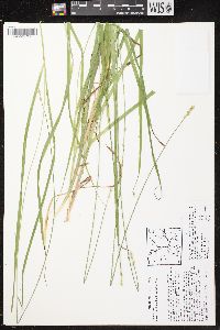 Carex cephaloidea image