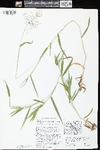 Dichanthelium acuminatum subsp. implicatum image