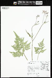 Torilis japonica image