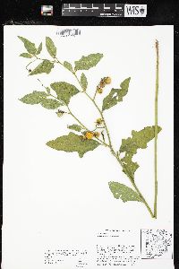 Solanum carolinense var. carolinense image