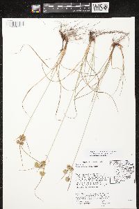 Cyperus × mesochorus image