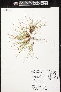 Carex tonsa image