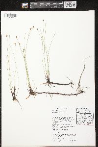 Eleocharis elliptica image