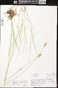 Carex bicknellii image