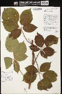 Rubus alumnus image