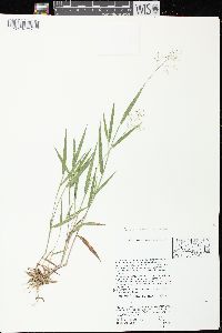 Dichanthelium ovale subsp. praecocius image