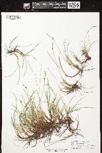 Carex richardsonii image