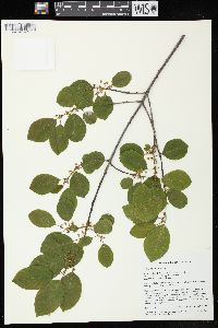 Frangula alnus image