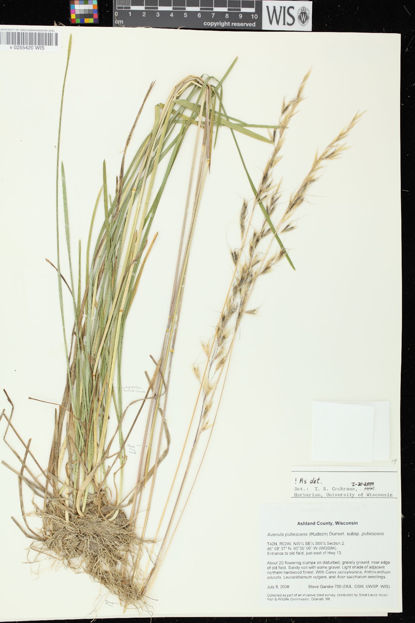 Avenula pubescens image