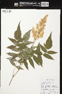 Sorbaria sorbifolia image