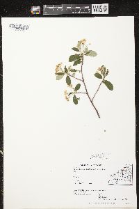 Aronia × prunifolia image