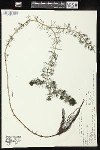 Myriophyllum sibiricum image