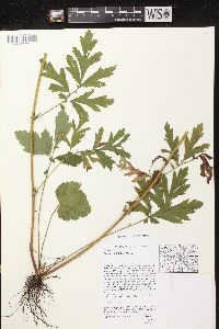 Geum laciniatum image