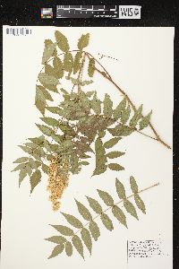 Sorbaria sorbifolia image