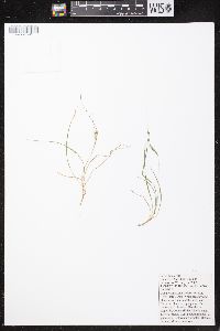 Carex aurea image