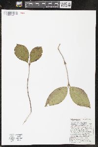 Viburnum cassinoides image