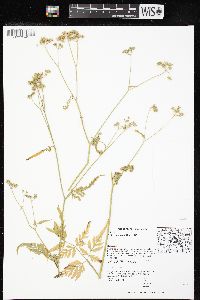 Torilis japonica image